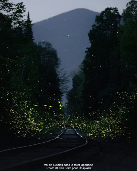 Vol Lucioles Forêt Japonaise